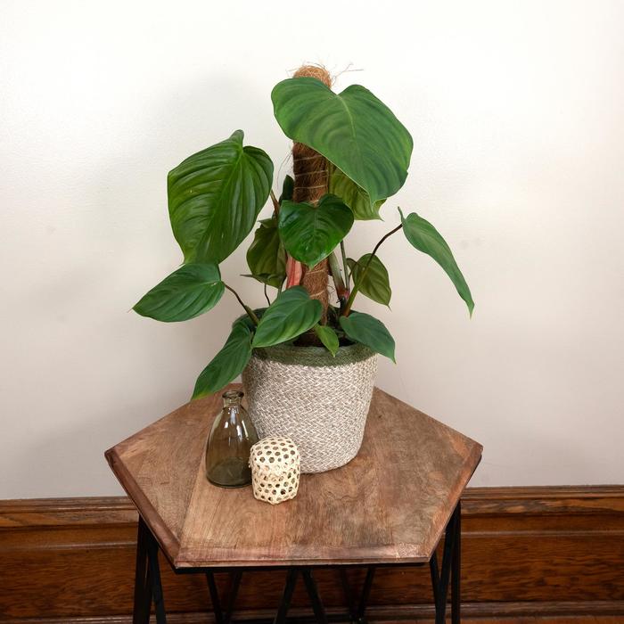 Philodendron Selloum 7 Gal