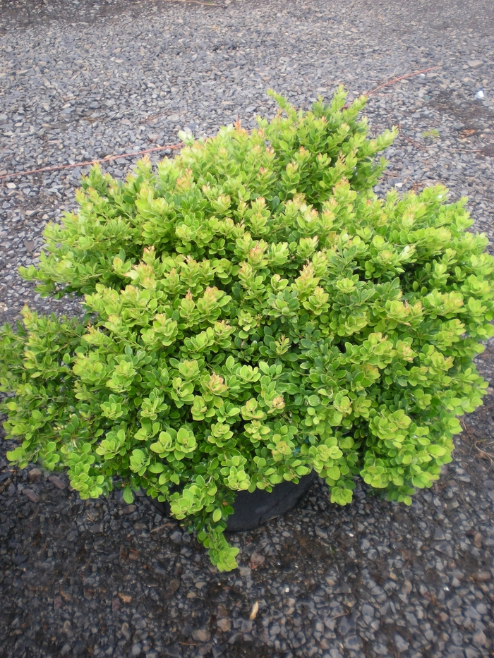 Barberry Orange Rocket 2 Gal