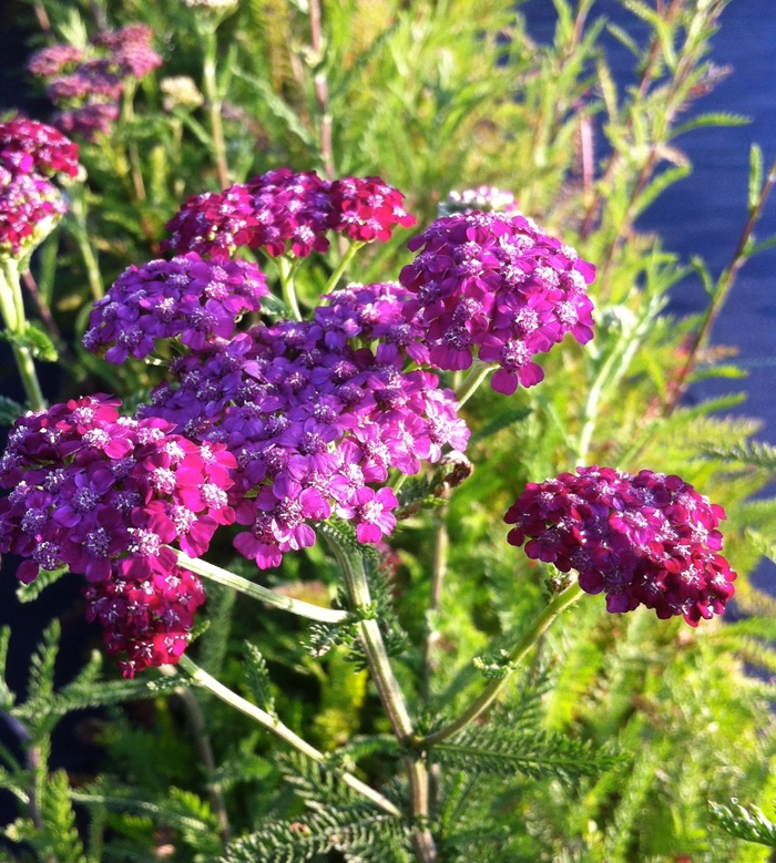 Yarrow 1 Gal