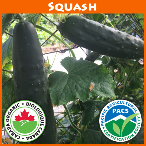 Cucumber Marketmore 76