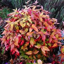 Firepower Dwarf Nandina, 3 gallon
