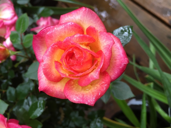 Knock Out Rose 2 Gal