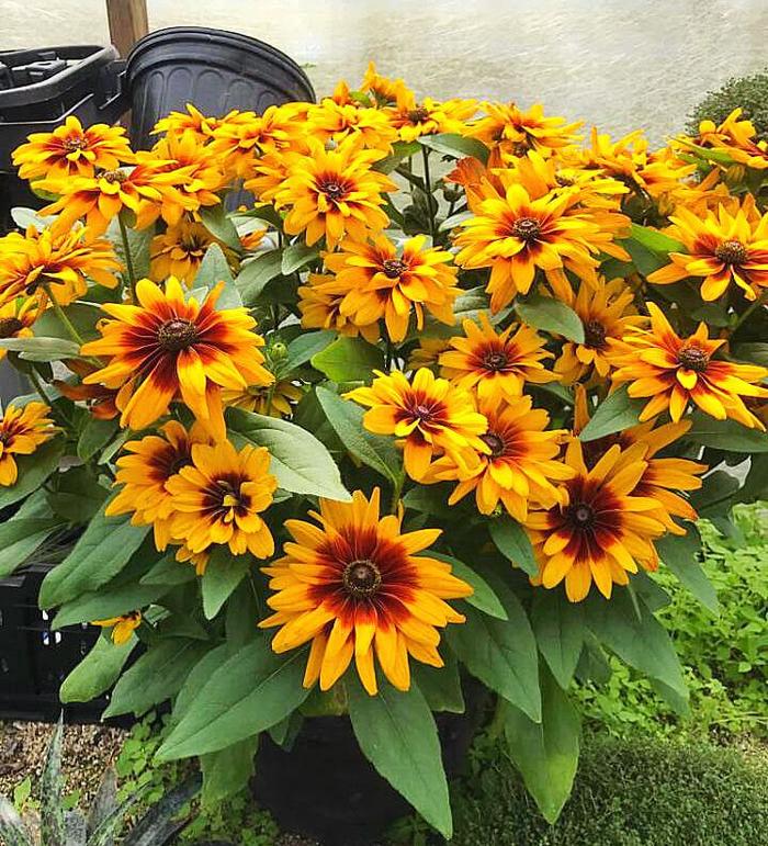 Black Eyed Susan Rising Sun Chestnut 2 Gal