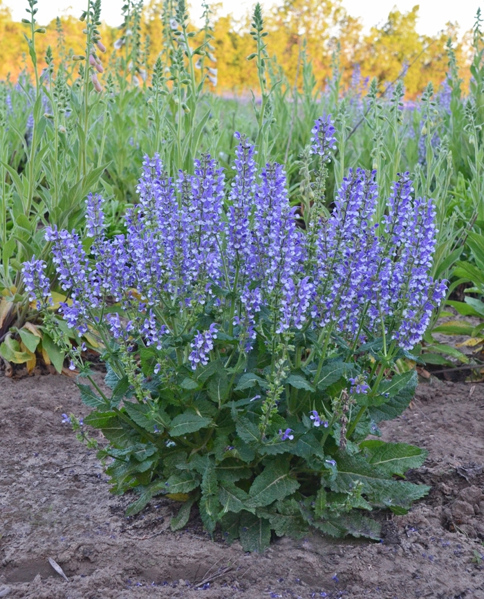 Salvia Color Spires Back To The Fuchsia 1 Gal PW
