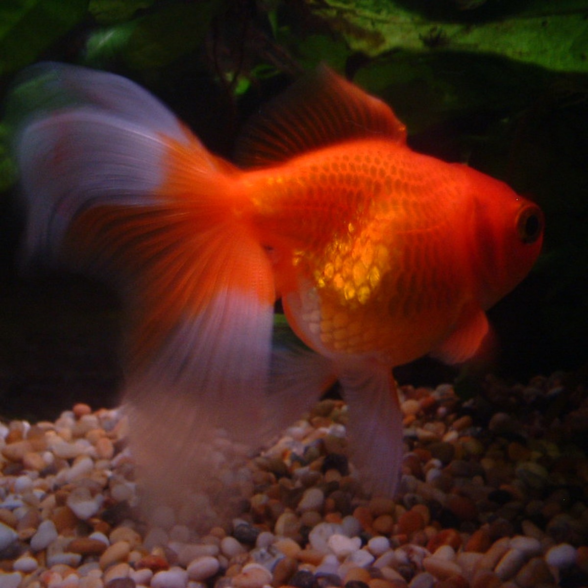 Fancy Fantail Goldfish