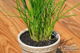 Chives, 4"
