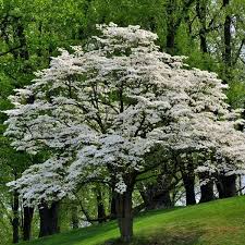 Kousa Dogwood (Cornus), 5 gallon