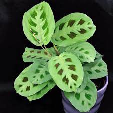 Maranta 'Green' (Prayer Plant), 4"
