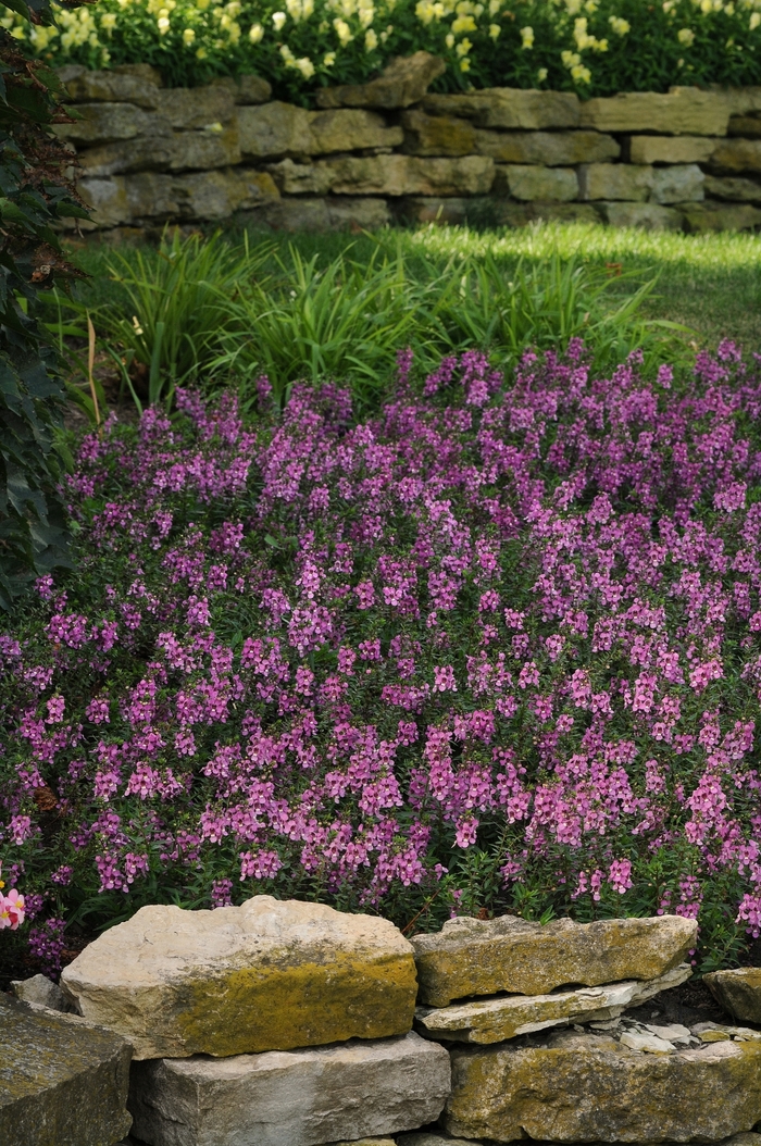Angelonia 1 Gal