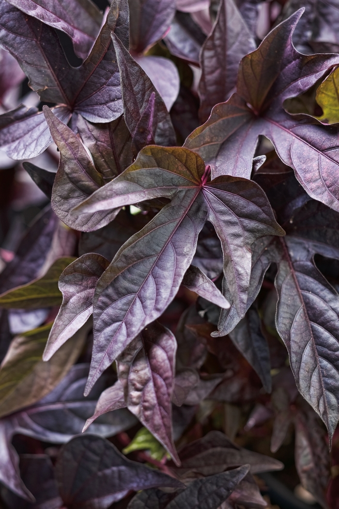 Sweet Potato Vine Caroline Red Hawk Quart
