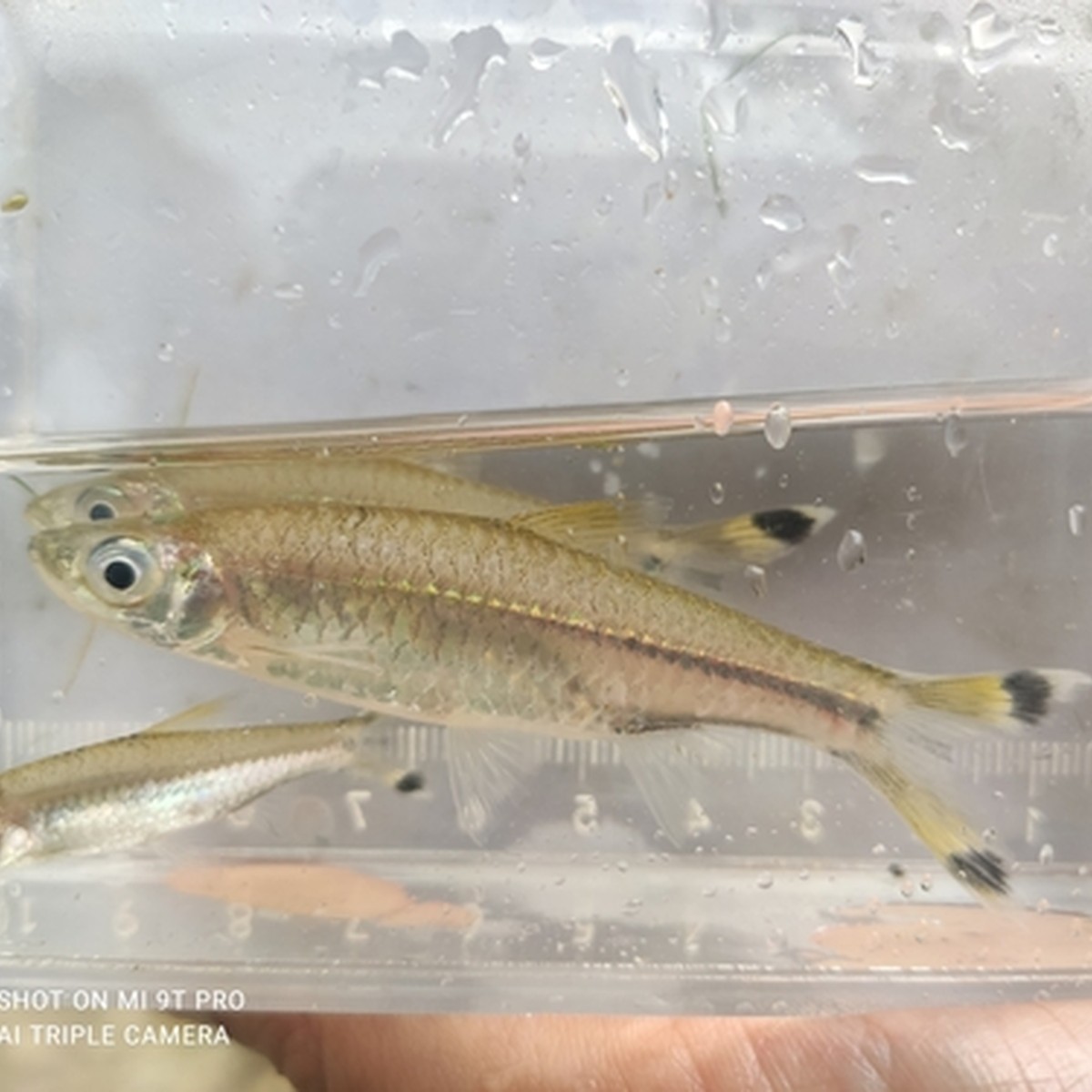 Scissortail Rasbora
