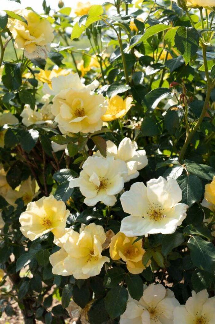 Knock Out Rose Orange Glow 3 Gal