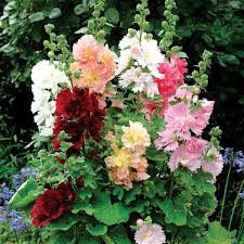 Spring Celebrities Mix Hollyhock (Alcea), 1 gallon