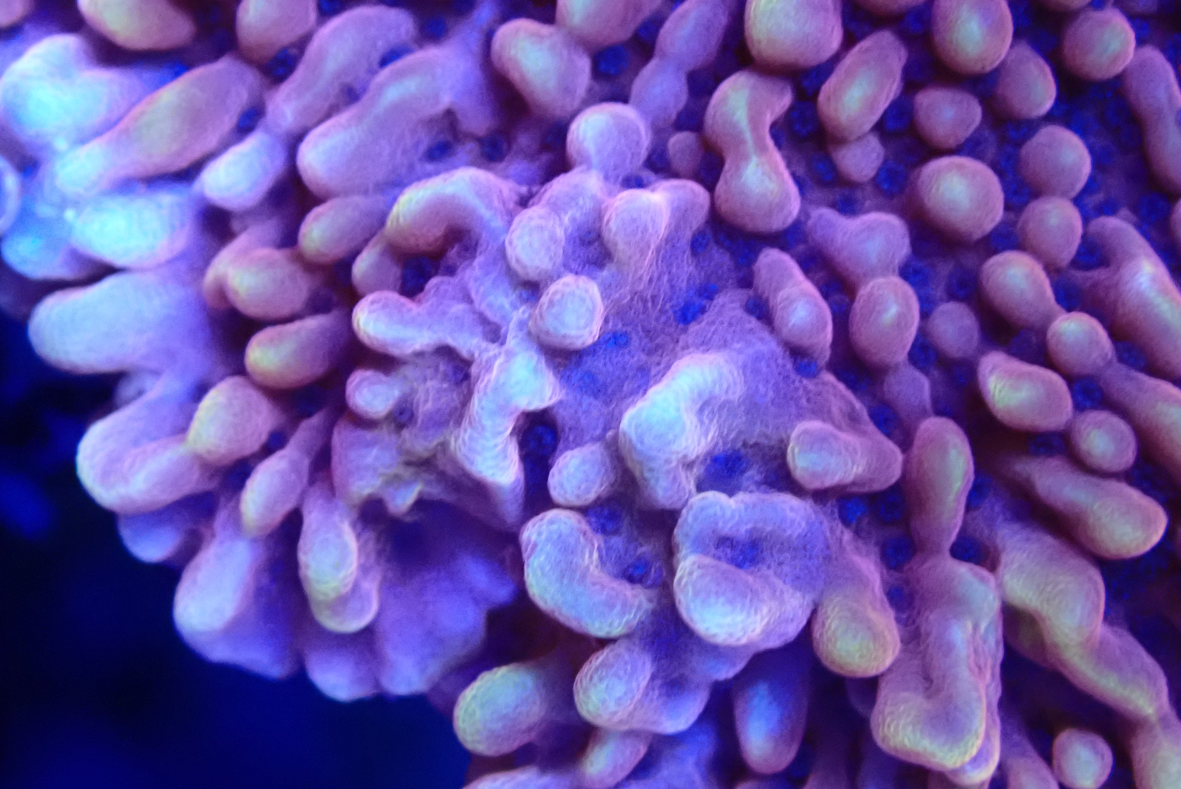 RED POLYP MONTIPORA
