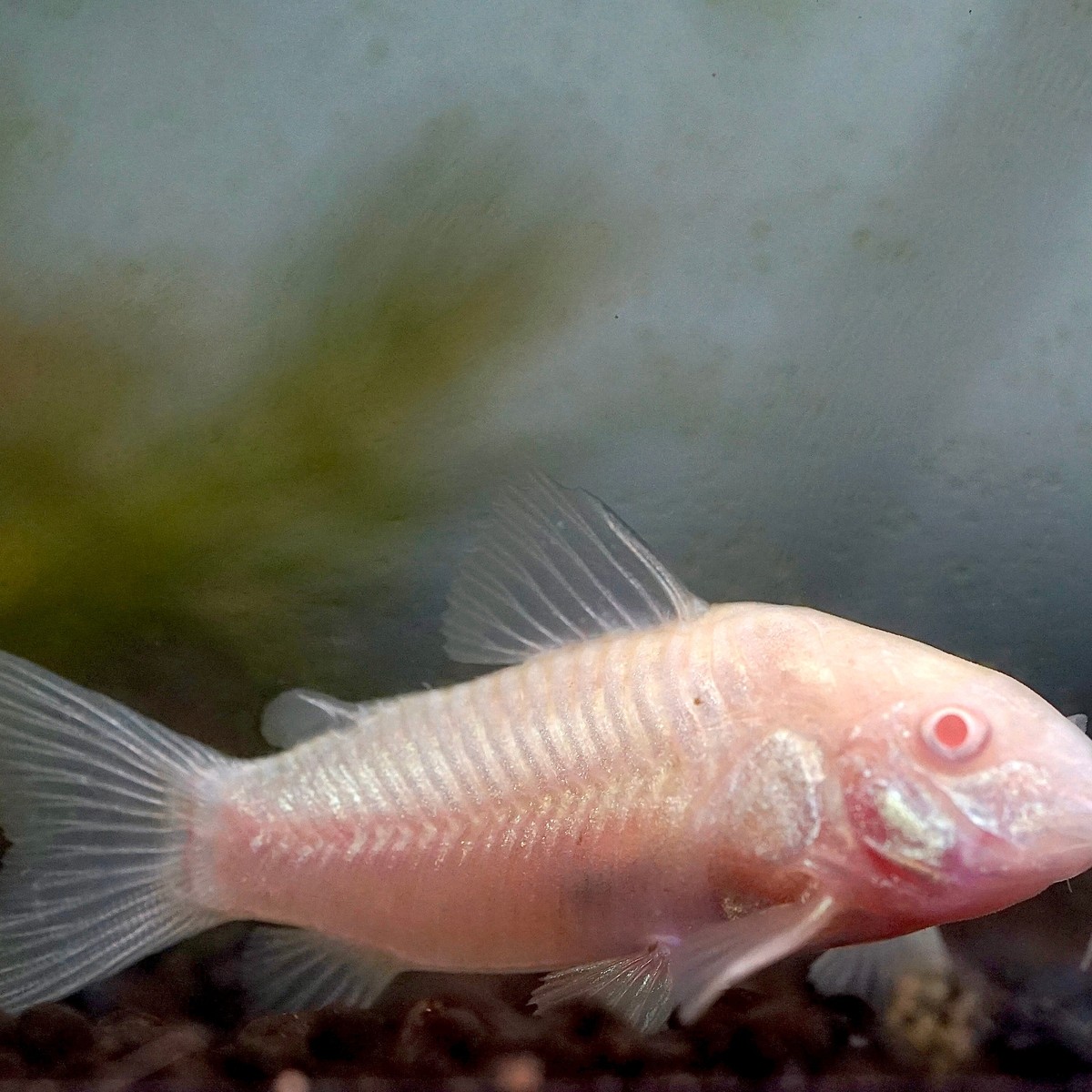 Albino Cory
