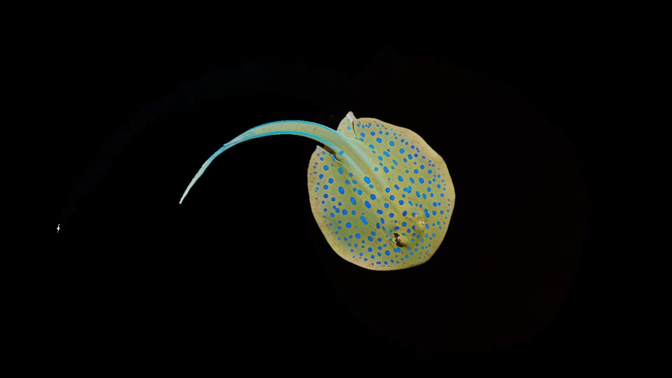 Blue Spotted Ribbon-tail Ray