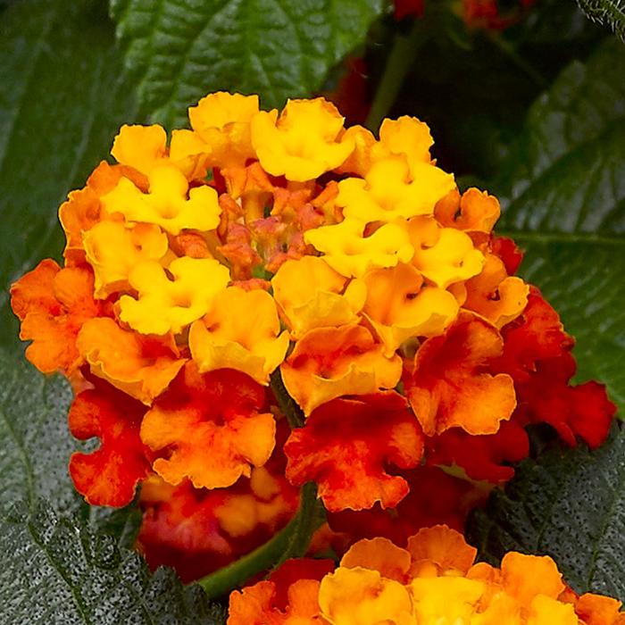 Lantana Bandana Lemon Zest Quart