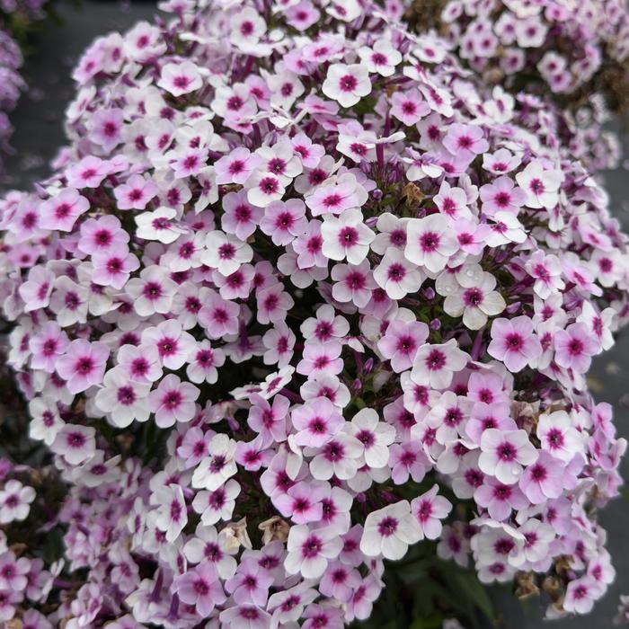 Phlox Early Lavender 3 Gal