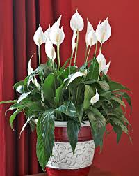 Spathiphyllum (Peace Lily)