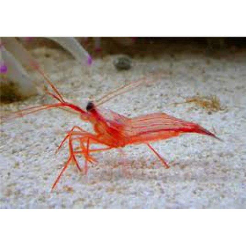 Kuekenthali'S Cleaner Shrimp