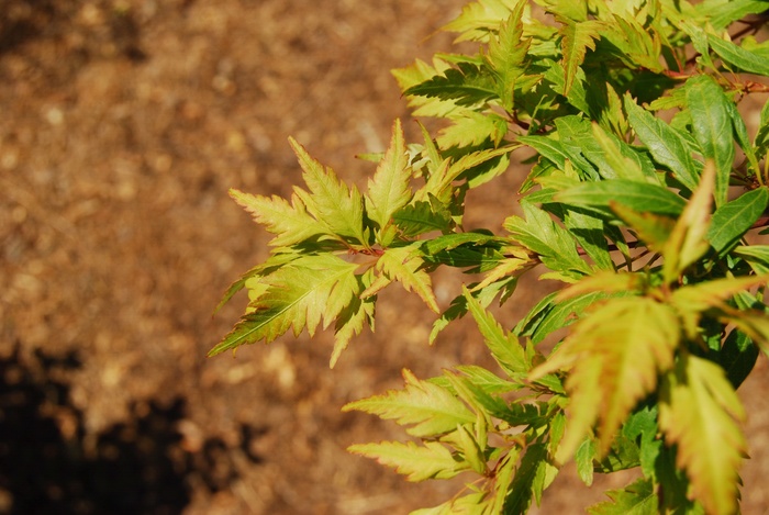Japanese Maple Beni Maiko 45 Gal