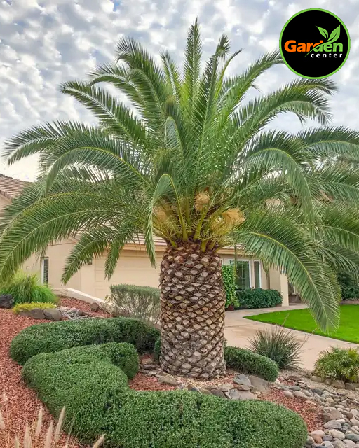 Canary Island Date Palm at Garden Center of Las Cruces