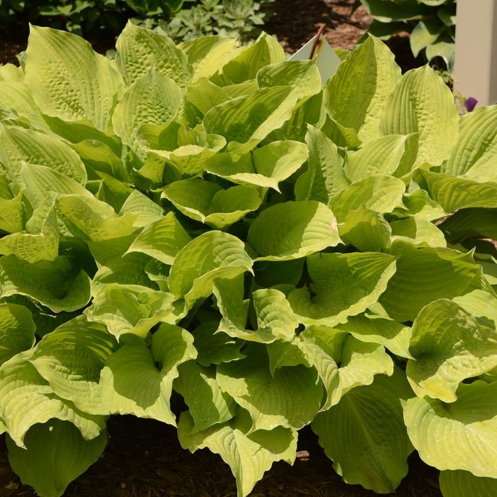 Hosta Stained Glass 1 Gal