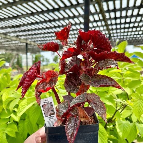 Begonia 'Angel Wing', 6"