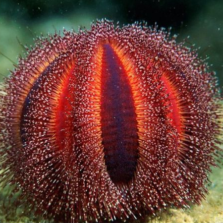 Red Tuxedo Urchin