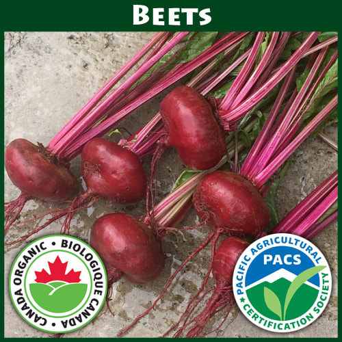 Beets Flat of Egypt