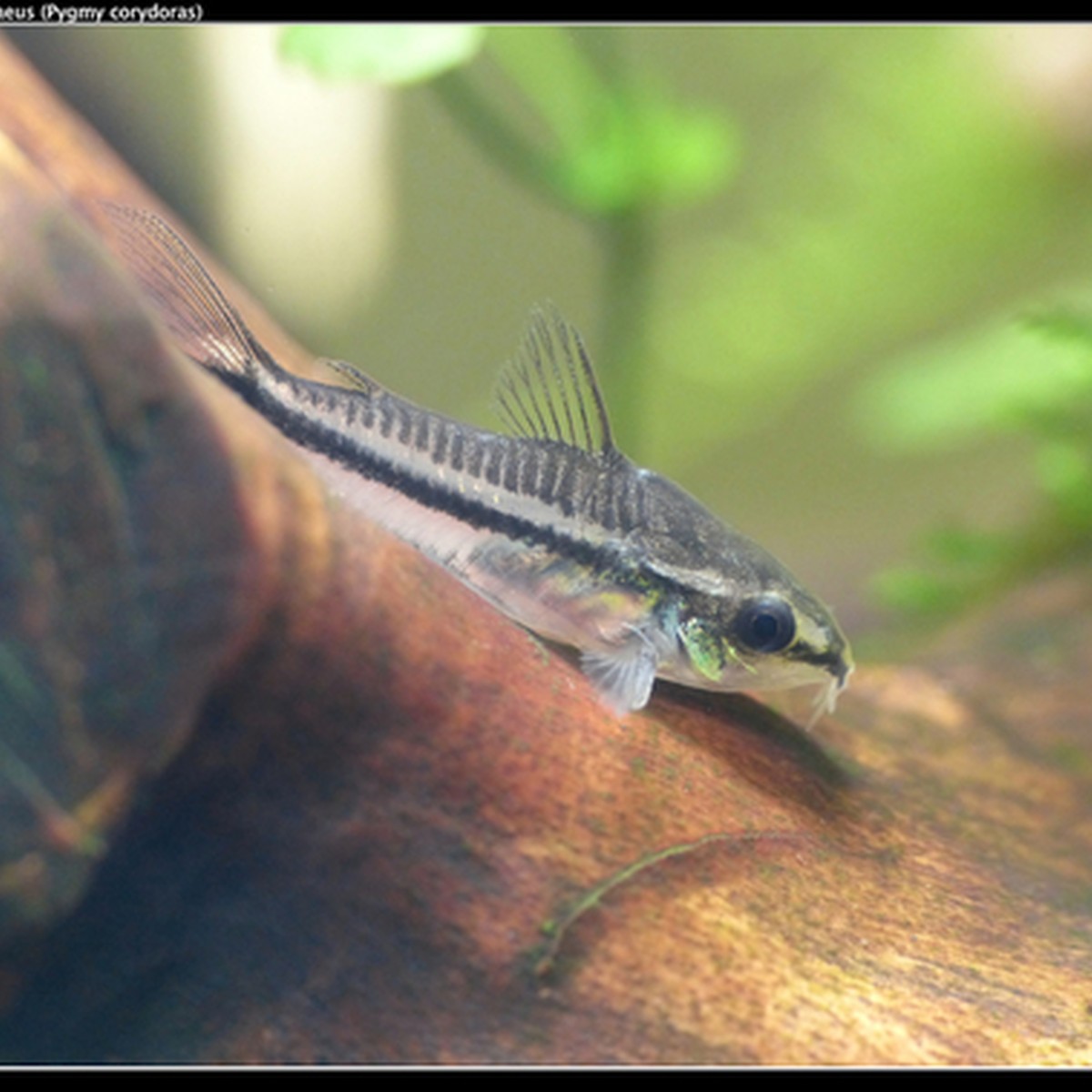 Pygmy Corydoras - Pygmy Cory