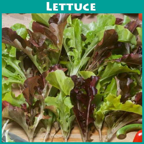 Lettuce Blend