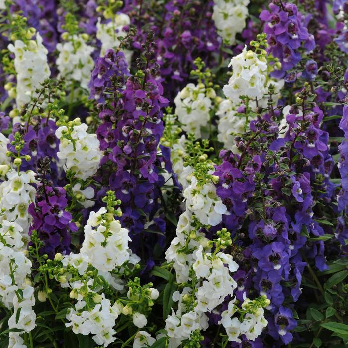 Angelonia Serenita 20 Count Flat