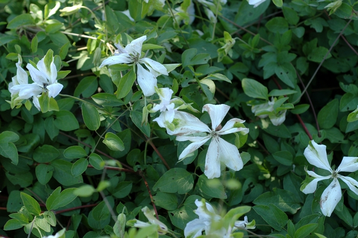 Clematis Violette 2 Gal