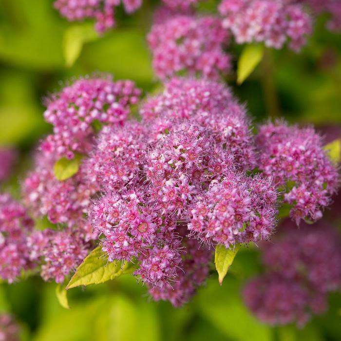 Spirea Magic Carpet 2 Gal