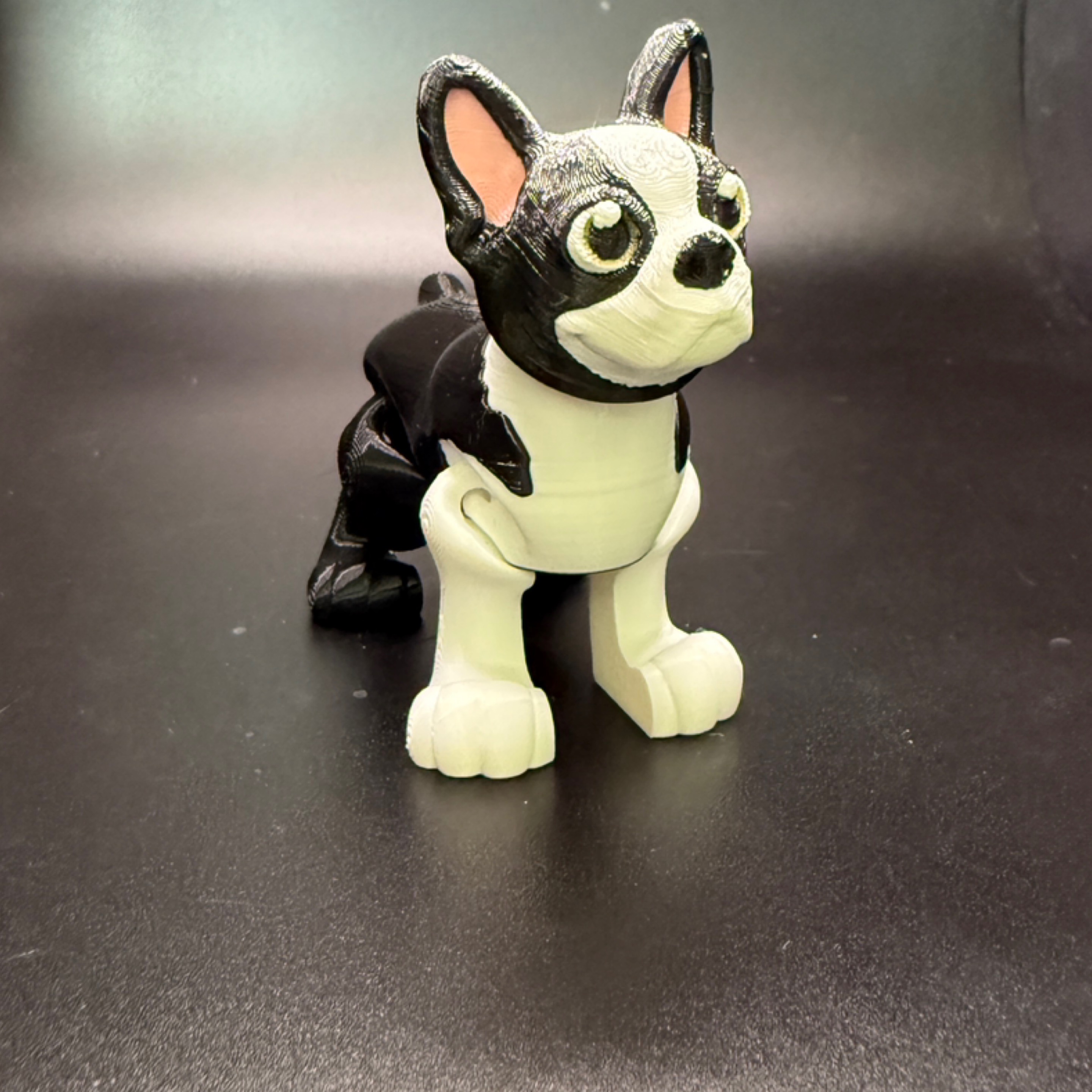 Boston Terrier