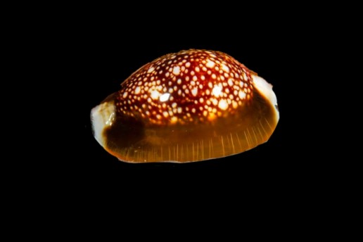 Serpents Head Cowrie