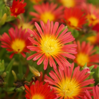 Iceplant 10" HB