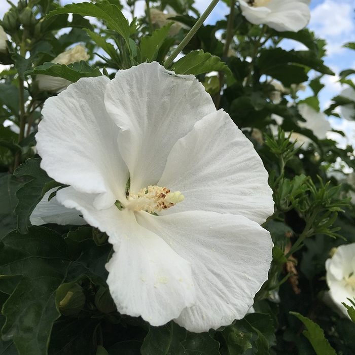 Althea Chiffon White Tree Form 7 Gal