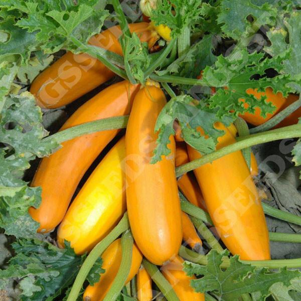 Courgette Atena Polka Plug Plant x2