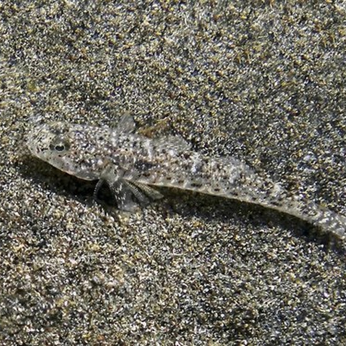 Marble Goby