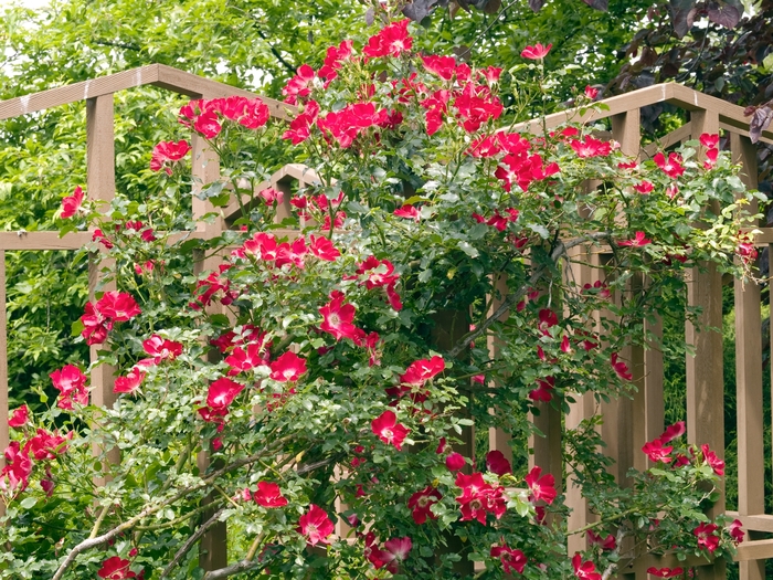 Begonia Double Delight Blush Rose Quart PW