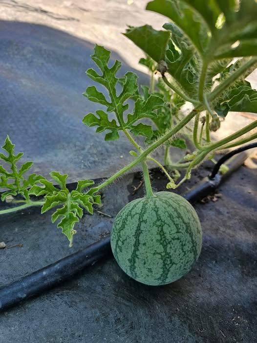 Sugar Baby Watermelon - 2x Plug Plants - Small Watermelons