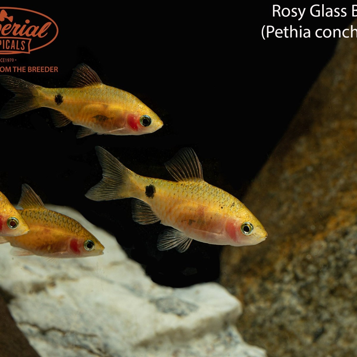 Rosy Tetra