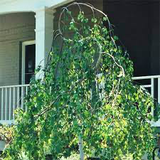 Young's Weeping Birch (Betula), 15 gallon