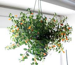 Nematanthus 'Goldfish Plant'