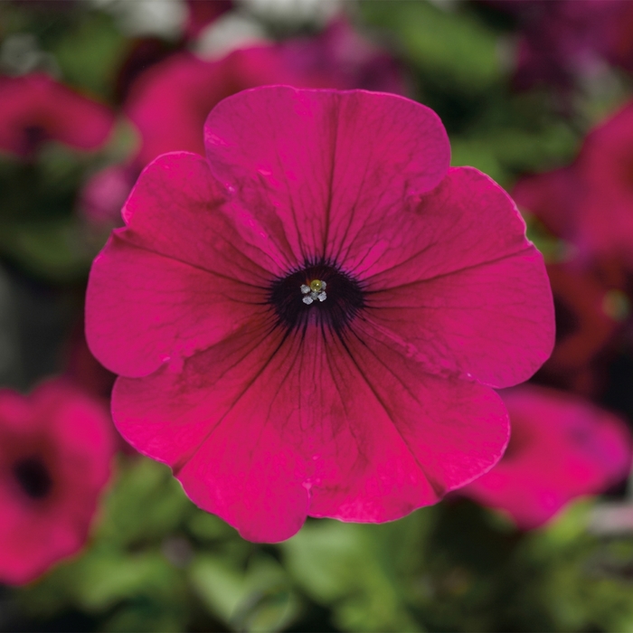 Petunia Sanguna Radiant Mix 10" HB