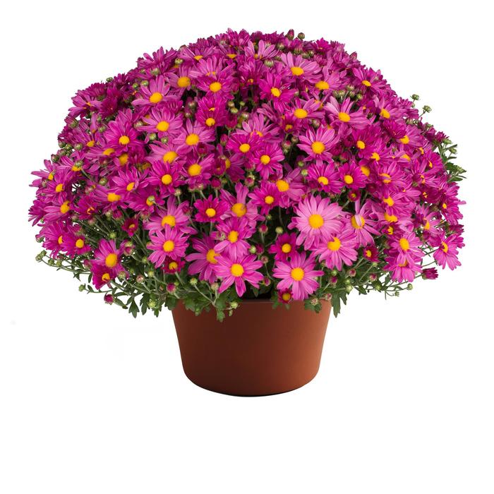 Mum Elizabeth Dark Pink 3 Gal