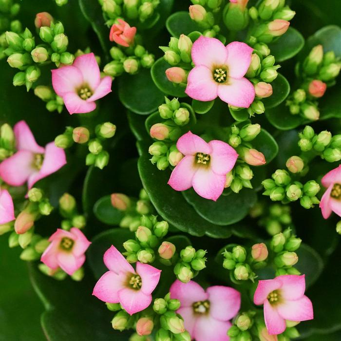 Kalanchoe Perfecta Purple 6"