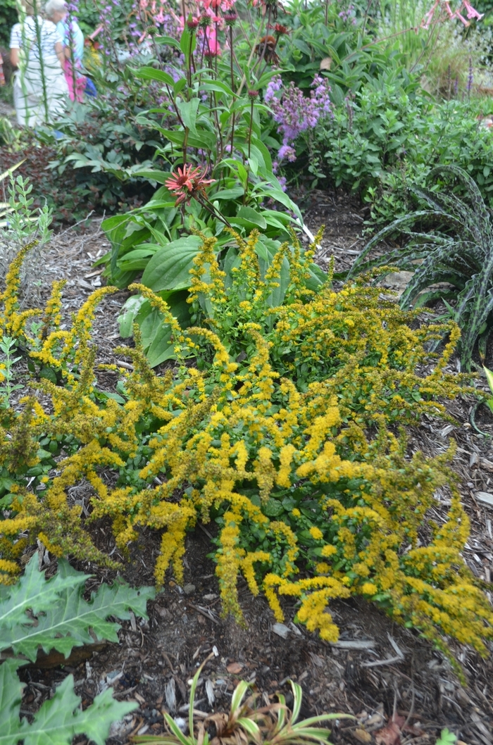 Texas Mountain Laurel 30 Gal